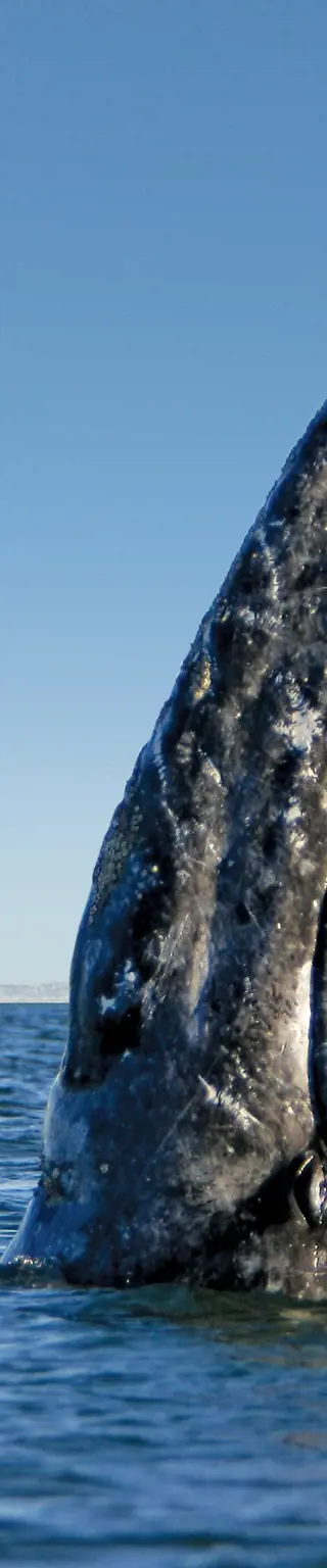 Grauwale beobachten auf Baja California